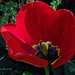tulipán, félárnyékban