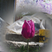 tulipán, lila bimbó