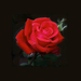 rózsa, a Vörös rózsa
