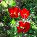 tulipán, háromvirág