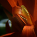 canna tropicana, a virága