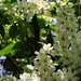 fák, illatos fehér virágok