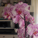orchidea, szívesen adott