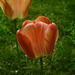 tulipán, cirmoska