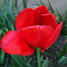 tulipán, egy piros lazán