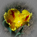 tulipán, érdekes mintázatú sárga