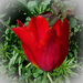 tulipán, kis melírral
