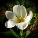 tulipán, napfényben fehérlő