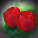 tulipán, piros ikrek