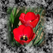 tulipán, piros UV-szívók