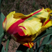 tulipán, teljesen új formavilág