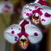 orchidea, pettyes fehér