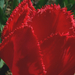 tulipán, cakkos piros ellenfényben