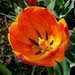 tulipán, narancsos beltuli