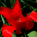 tulipán, piros hegyes nyitott