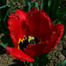 tulipán, cakkos-sikk