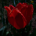 tulipán, jó estét