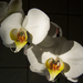 orchidea, a két grácia
