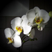 orchidea, három fehér