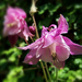harangláb, a lilás-rózsaszín
