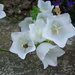 harangvirág, kerti fehér