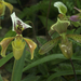 orchidea 17