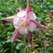 harangláb, fehér-rózsaszín kétvirág