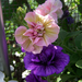 petunia, lila és sárgás-rózsaszín, teljes, közel