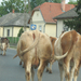 cows from the car