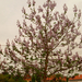 Virágzó  császárfa