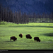 bison-herd-yellowstone-park-505436-xl (Medium)