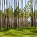 blurred-trees-georgia-xl (Medium)