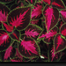 coleus-close-up-401005-xl (Medium)