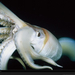 giant-squid-close-up-760231-xl (Medium)