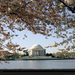 jefferson-memorial-cherry-blossoms-694865-xl (Medium)