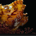 leaf-scorpionfish-laman-977805-xl (Medium)