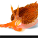 orange-nudibranch-doubilet-1162567-xl (Medium)