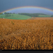 rainbow-field-gehman-980384-xl (Medium)