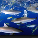 silky-sharks-feeding-689693-xl (Medium)