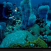 underwater-scene-dale-117901-xl (Medium)