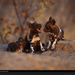 wild-dog-pups-botswana-522085-xl (Medium)