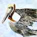 pelican 4 bird painting small