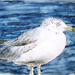 seagull bird painting small