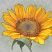 sunflower-forweb