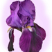 purple iris - blend