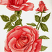 Water color Rose.313171555