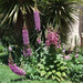 digitalis purpurea