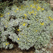 encelia farinosa