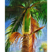 palm-images-dictyosperma-album-hurricane-palm-tree--tropical-col