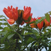 African Tulip Tree (Medium)